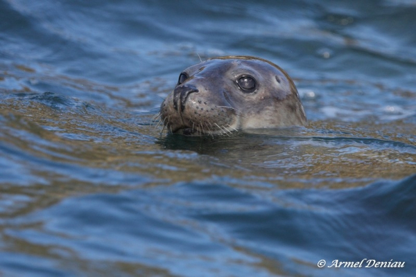 Phoque gris (Halichoerus grypus) © Armel Deniau / RNN des Sept-Iles
